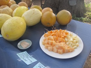 boggy-creek-melon-samples