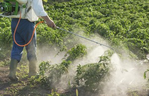 Man spraying vegetables in the garden